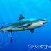 shark_greyreef_kk_h_0705_png1450.jpg